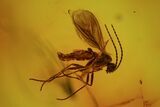 Fossil Fly Swarm (Diptera) In Baltic Amber #72236-2